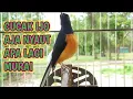 Download Lagu Pancingan Murai Batu Borneo ||👍 Pasti Murai Lain Nyaut | เสียงนกกางเขนดง