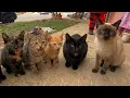 Watch This Siamese Cat Groom Orphaned Kittens Just Like A Real Loving Mother