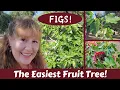 Transplant a Rooted FIG Tree CUTTING Take Cuttings Propagate Grow FIG TREES