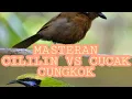 Download Lagu Masteran untuk burung juara,kombinasi cililin vs cucak cungkok