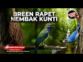 Download Lagu Cucak Cungkok Gacor Isian Kunti vs Rambatan Gacor Breen Cigun dan Murai Air Kompilasi Masteran Mewah
