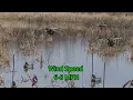 Multiple Wind Speed Duck Green Text 1920x1080