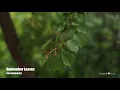 Solo Guitar | September Leaves | by Ken Verheecke