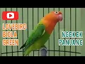 Download Lagu Lovebird Biola Green Ngekek Panjang Cakep Buat Pancingan \u0026 Masteran