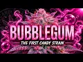 Bubblegum The Untold Story of The First Candy Strain