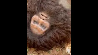 العثور علي انسان بدائي نائم منذ 100 الف عام 