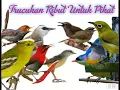 Download Lagu Suara Trucukan Ribut dan Burcil Untuk Pikat