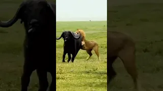 اسد يفترس ثور أسد افتراس العراق الاربعين مملكة البحرين السعودية Midlife سبحان الله 