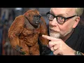 How This 75 Year Old Stop-Motion Puppet Improved on King Kong