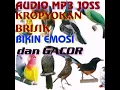 TERAPI PANCINGAN SEMUA JENIS BURUNG AGAR EMOSI DAN GACOR HANYA BURUNG SAKIT YANG DIAM