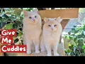 13 Affectionate Cat Breeds that Love to Cuddle The Cat Butler