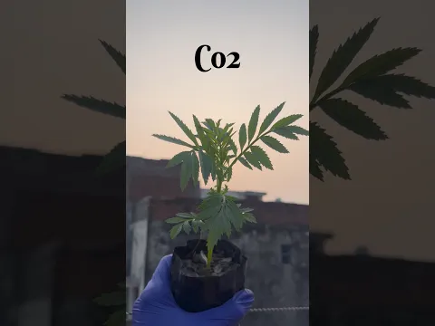 Marigold Plant #shorts #youtubeshorts #theindiancrazy