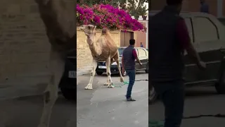 الأعراس الصحراوية و الهدايا او ماتسمي بتارزيفت 