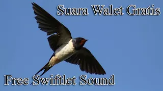 suara panggil walet happy sun mantap