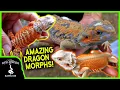 SHE HAS EVERY BEARDED DRAGON MORPH Heather Moye of FairyTail Dragons