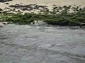 Bird stealing fish