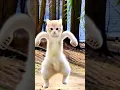 Download Lagu Smart 🐈 cat dance 🤓🤓🤓🤓🤓🤓🤓🤓🤓🤓🤓#petdance #meow #dance #moto #dieunhaylaixemoto