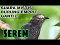 BURUNG EMPRIT GANTIL || WIWIK KELABU ||  KEDASIH 2021