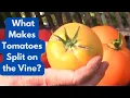 What Makes Tomatoes Split on the Vine