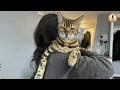 This Aggressive Rescue Cat Attacked Everyone Until I Put Him in a Room
