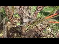 How to remove rootstock from a rose bush Brian Wagner demonstrates how