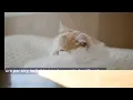 Everything You Need To Know About A Cat Twitching In Sleep