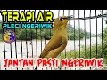 TERAPI AIR dan Pleci Ngeriwik Gacor memancing Semua Pleci Jantan ikut Ngeriwik Isian #plecingeriwik
