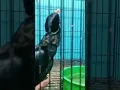 Download Lagu Kumpulan video burung beo pintar ngomong  dan bicara jelas