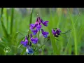 GENTLE Sounds of the spring forest and birdsong for relaxation and sleep.