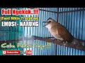 Download Lagu trucukan gacor ngekek panjang pancingan ampuh bikin Trucukmu emosi Narung ropel