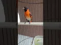 jarang yang punya RED SISKIN KLASIK GACOR