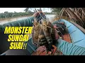 Download Lagu Jenggo keluar sarang ‼️ Mancing Udang Galah di sungai suai  dapat saiz kasar-kasar #udanggalah