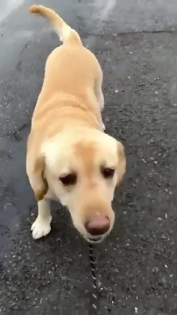 「ガウガウ癖」が治って楽しくお散歩する保護犬ビスコ🐕♪ #よかったね #保護犬 #いぬ