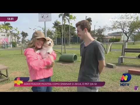 Adestrador dá dicas de ensinamentos básicos para um pet