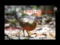 Download Lagu Tiếng gà mái cục tác, gọi bổi cực nhanh...| Quý Gà Rừng
