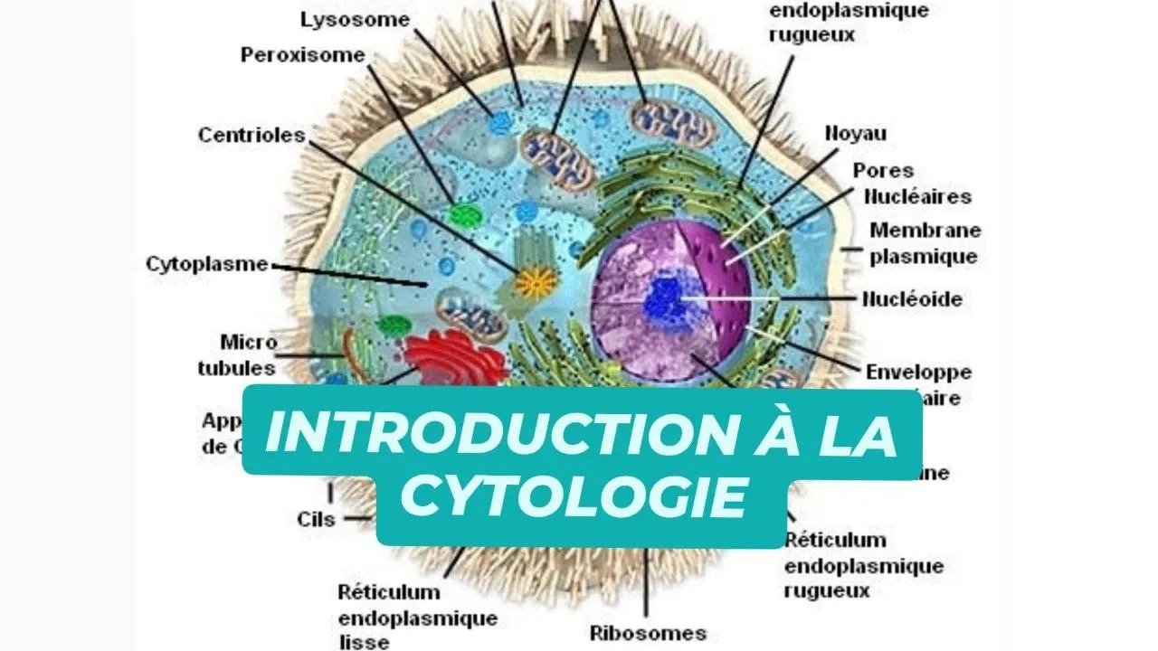 INTRODUCTION A LA CYTOLOGIE