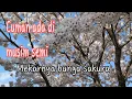 Download Lagu Mekarnya bunga sakura di musim semi