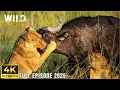 PREDATORS VS PREY The Struggle Against the Apex Predators Animal documentary