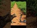 Download Lagu king cobra vs kucing di ladang cabai, #ai #snake #ularkasur #wildlife #ularbesar #cobra #funny #cute