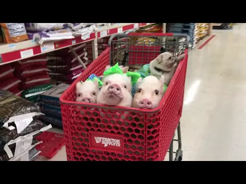 Adorable Pigs and Pug Enjoy Trolly Ride While Shopping