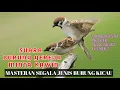 Download Lagu Masteran Burung Gereja Kawin || jernih gampang masuk