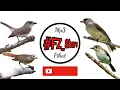 Download Lagu Mp3 Pikat Burung Kancilan Bakau
