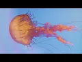 Danny Ocean - Swing [Not Another Music Video] 🌊