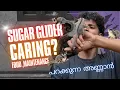 Everything you need to know about sugar glider breeding sugar glider caring and maintenance