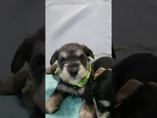 動画