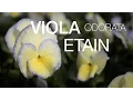 Download Lagu The Soft and Charming Viola Etain at JacksonandPerkins.com