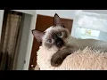 this is how talkative and loud siamese cats are tofu the siamese cat