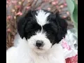 Shorkie Poo Puppies