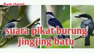 Download Suara pikat burung jingjing batu MP3