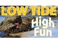 Tide Pools - Oregon Coast Pacific Ocean